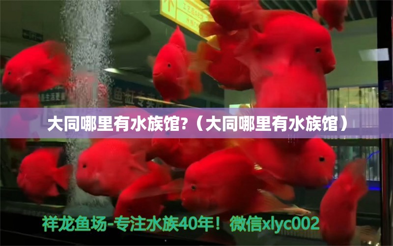 大同哪里有水族馆?（大同哪里有水族馆） 定时器/自控系统 第1张