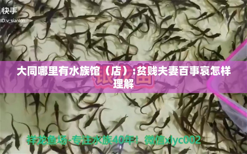 大同哪里有水族馆（店）:贫贱夫妻百事哀怎样理解 观赏鱼水族批发市场 第2张