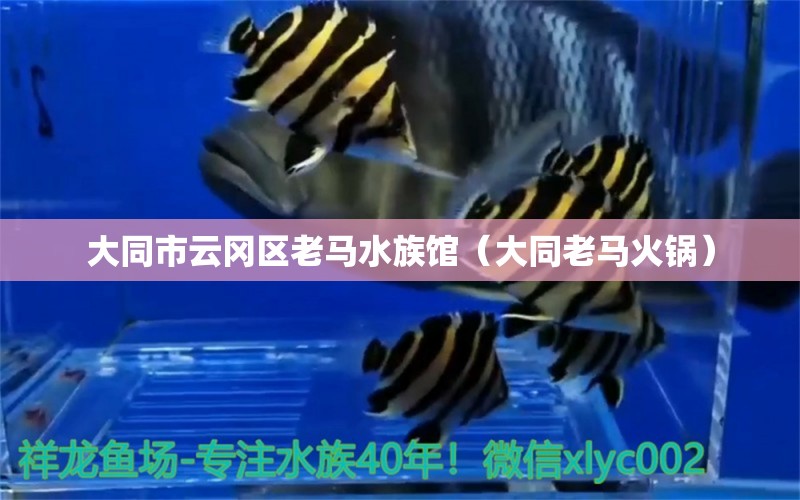 大同市云冈区老马水族馆（大同老马火锅） 全国水族馆企业名录