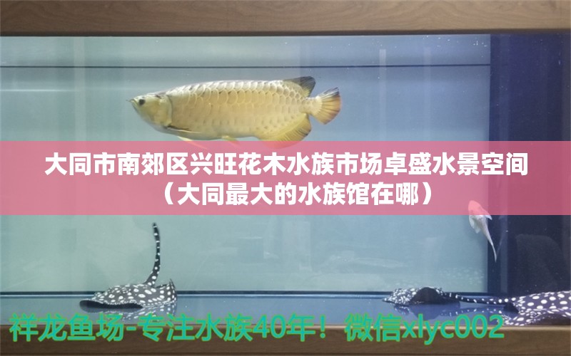 大同市南郊区兴旺花木水族市场卓盛水景空间（大同最大的水族馆在哪）