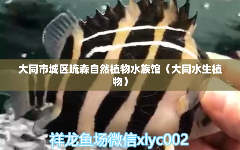 大同市城区琉森自然植物水族馆（大同水生植物） 全国水族馆企业名录