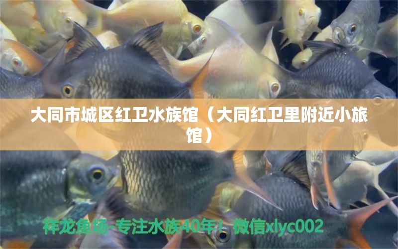 大同市城区红卫水族馆（大同红卫里附近小旅馆）