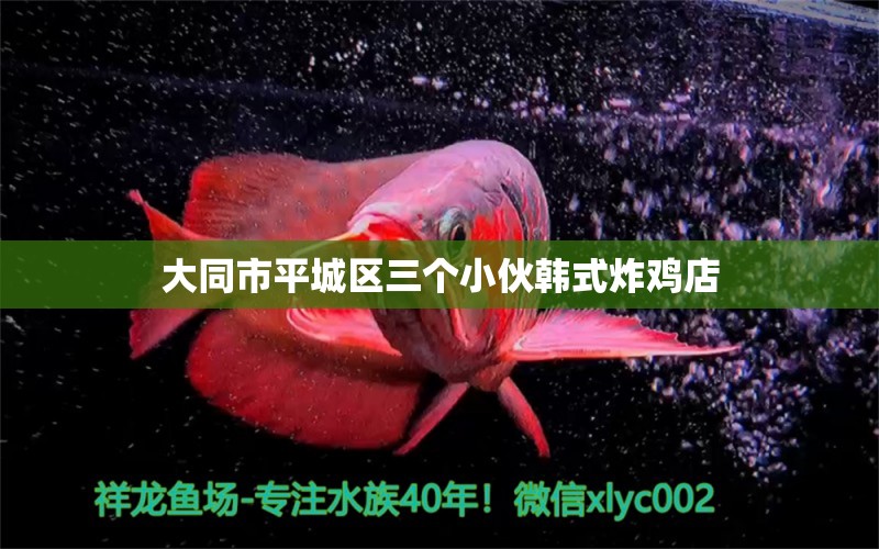 大同市平城区三个小伙韩式炸鸡店 全国水族馆企业名录