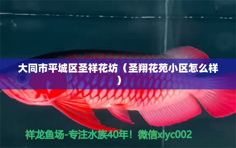 大同市平城区圣祥花坊（圣翔花苑小区怎么样） 全国水族馆企业名录