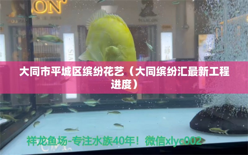 大同市平城区缤纷花艺（大同缤纷汇最新工程进度） 全国水族馆企业名录