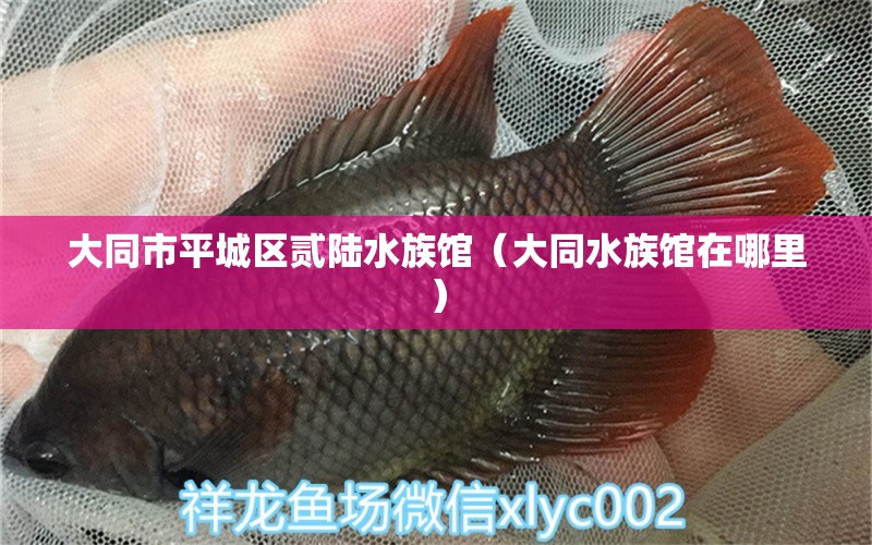 大同市平城区贰陆水族馆（大同水族馆在哪里） 全国水族馆企业名录