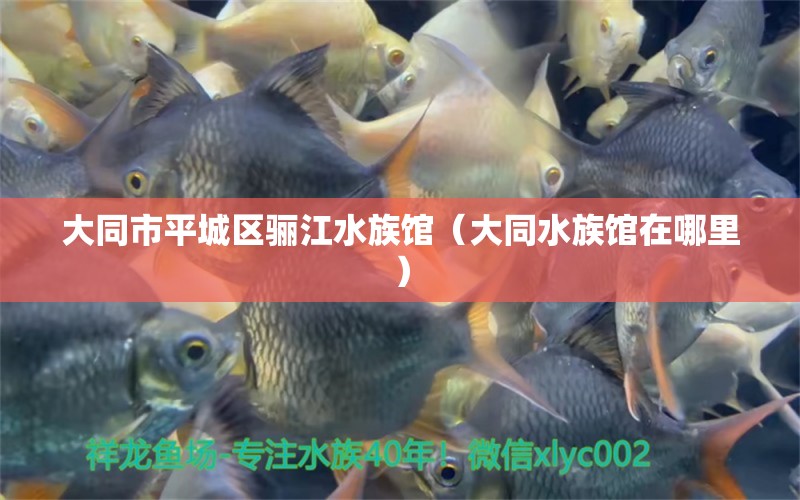 大同市平城区骊江水族馆（大同水族馆在哪里）