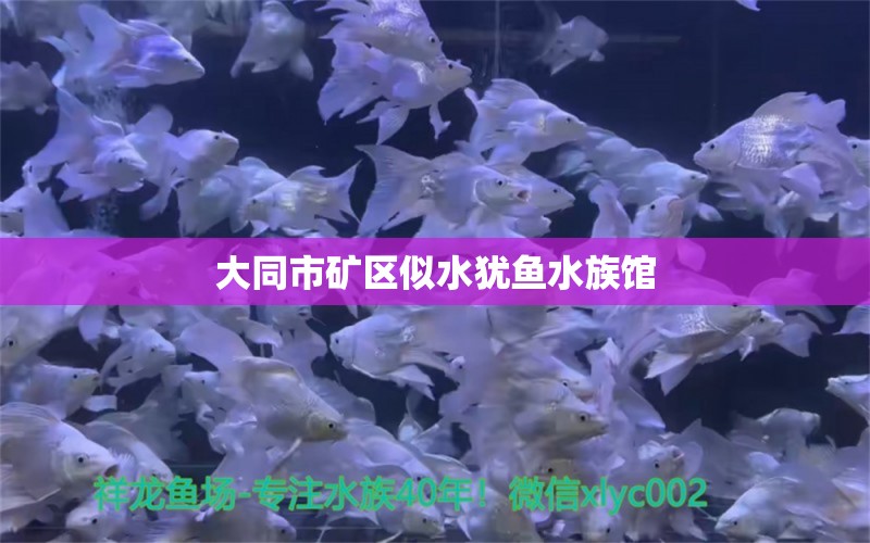 大同市矿区似水犹鱼水族馆 全国水族馆企业名录