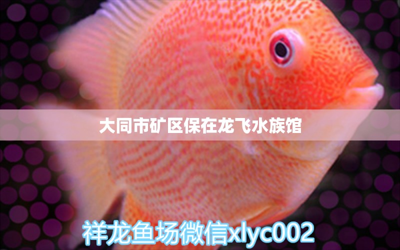 大同市矿区保在龙飞水族馆 全国水族馆企业名录