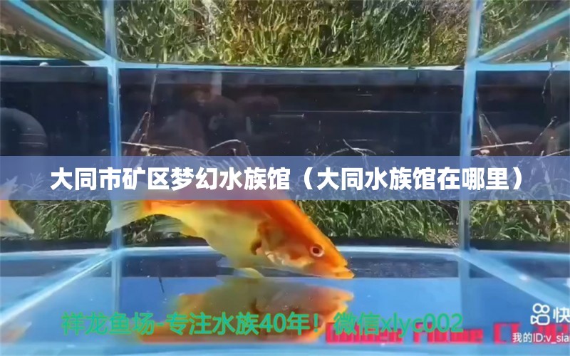 大同市矿区梦幻水族馆（大同水族馆在哪里）