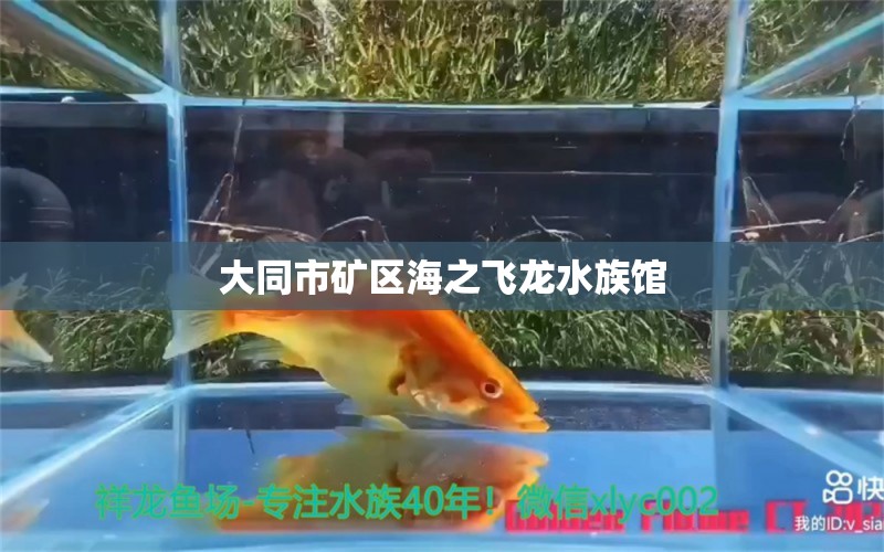 大同市矿区海之飞龙水族馆 全国水族馆企业名录