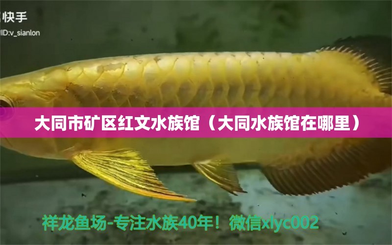 大同市矿区红文水族馆（大同水族馆在哪里） 全国水族馆企业名录