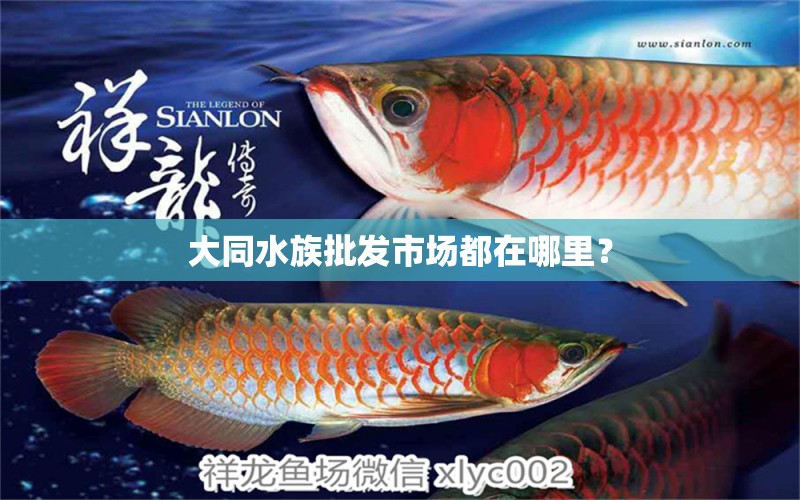 大同水族批发市场都在哪里？ 观赏鱼水族批发市场