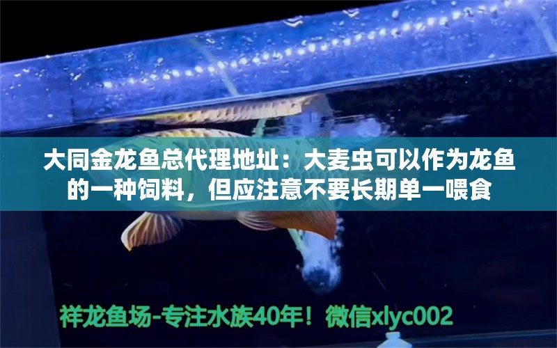 大同金龙鱼总代理地址：大麦虫可以作为龙鱼的一种饲料，但应注意不要长期单一喂食