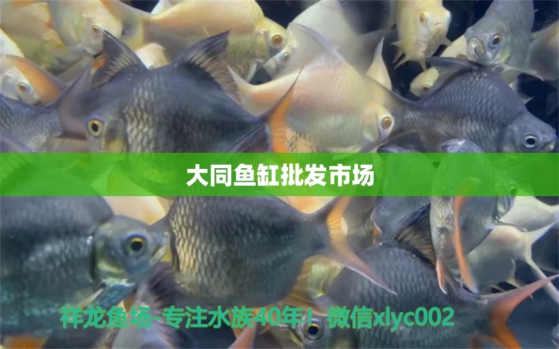 大同鱼缸批发市场 观赏鱼水族批发市场