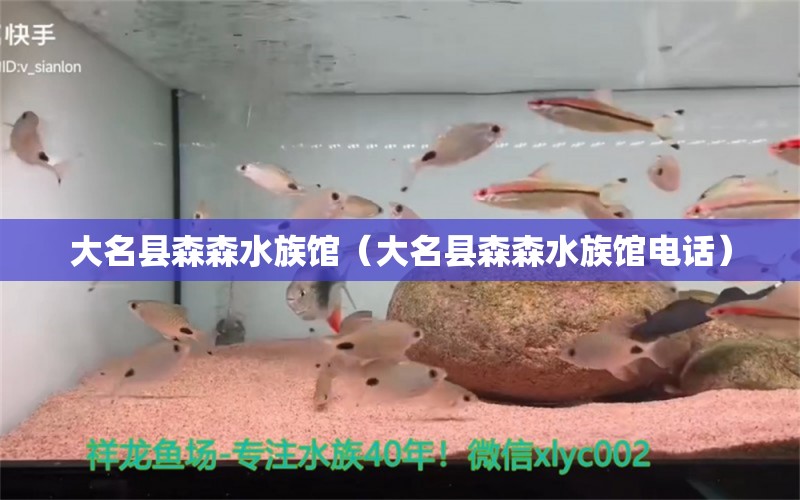 大名县森森水族馆（大名县森森水族馆电话）