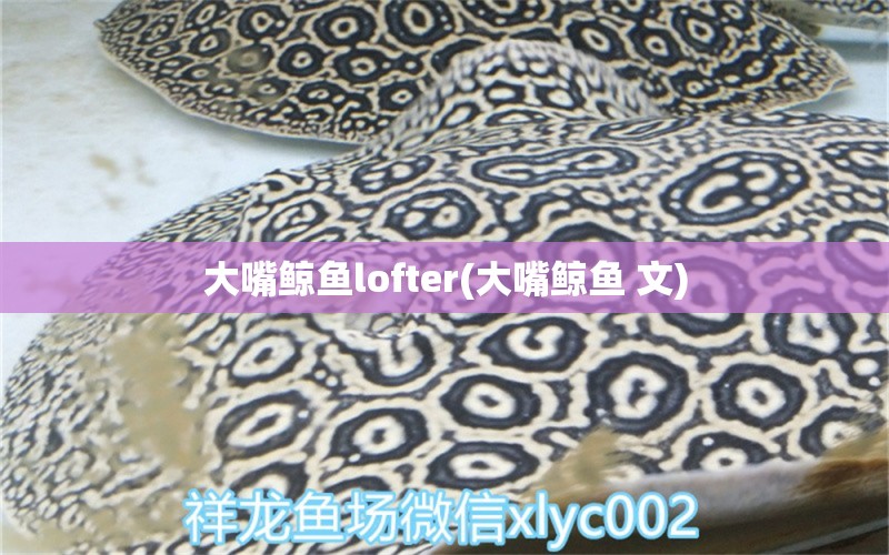 大嘴鲸鱼lofter(大嘴鲸鱼 文)