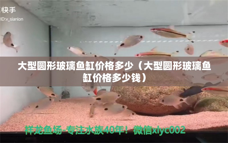 大型圆形玻璃鱼缸价格多少（大型圆形玻璃鱼缸价格多少钱）