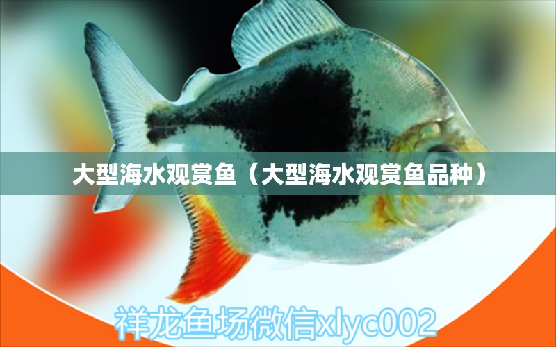 大型海水观赏鱼（大型海水观赏鱼品种）