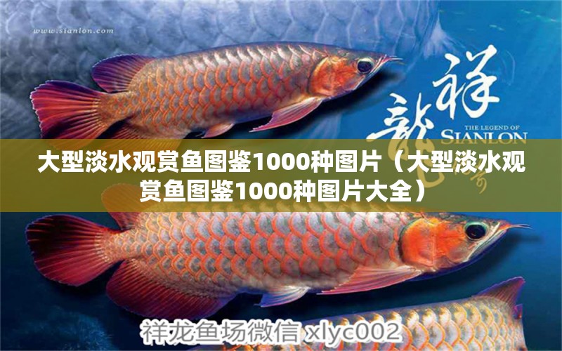 大型淡水观赏鱼图鉴1000种图片（大型淡水观赏鱼图鉴1000种图片大全）