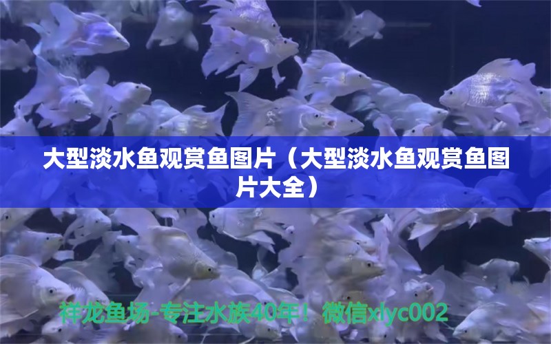 大型淡水鱼观赏鱼图片（大型淡水鱼观赏鱼图片大全）