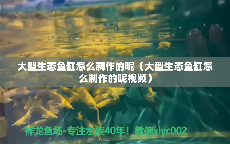 大型生态鱼缸怎么制作的呢（大型生态鱼缸怎么制作的呢视频） 祥龙水族医院