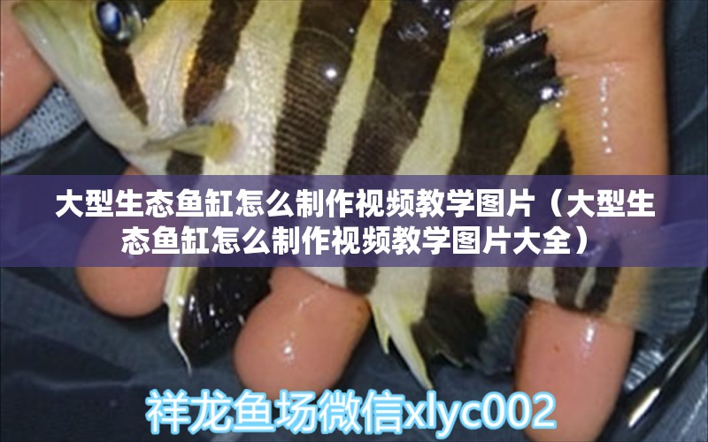 大型生态鱼缸怎么制作视频教学图片（大型生态鱼缸怎么制作视频教学图片大全）