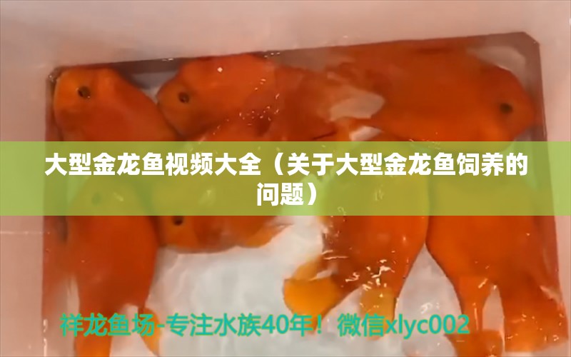 大型金龙鱼视频大全（关于大型金龙鱼饲养的问题）