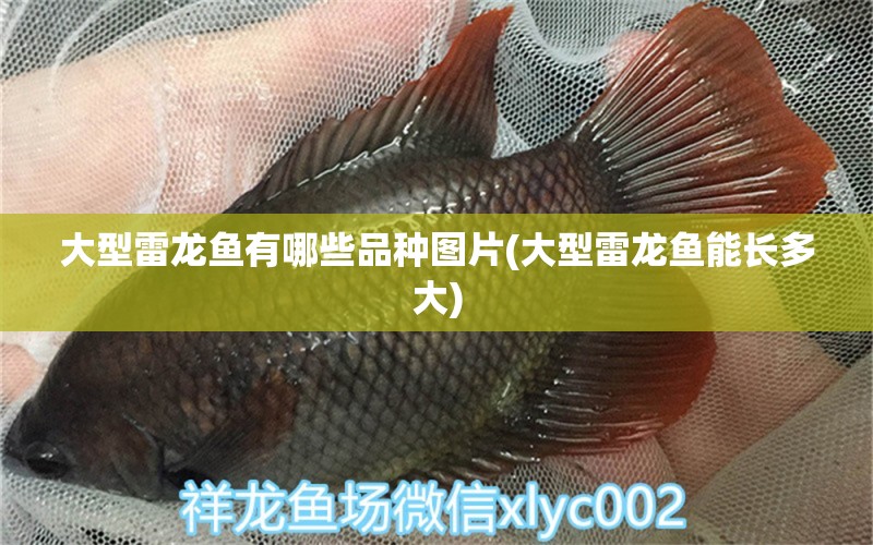 大型雷龙鱼有哪些品种图片(大型雷龙鱼能长多大) 祥龙水族医院