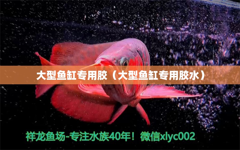 大型鱼缸专用胶（大型鱼缸专用胶水） 祥龙水族医院