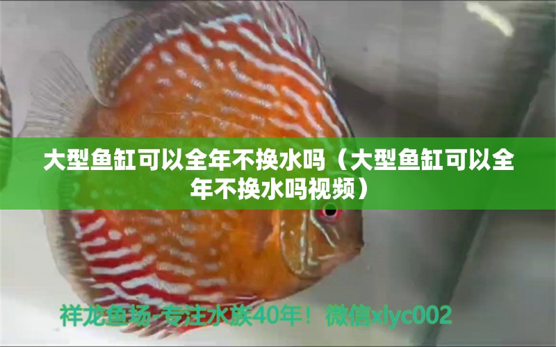 大型鱼缸可以全年不换水吗（大型鱼缸可以全年不换水吗视频）