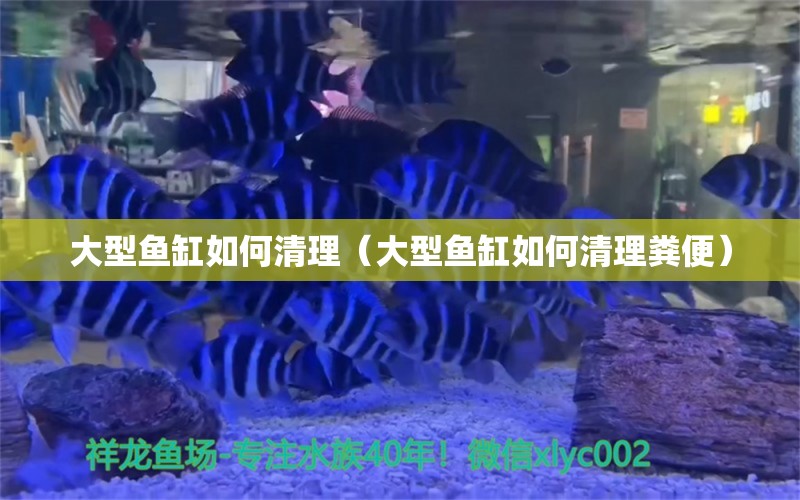 大型鱼缸如何清理（大型鱼缸如何清理粪便） 观赏鱼市场（混养鱼）