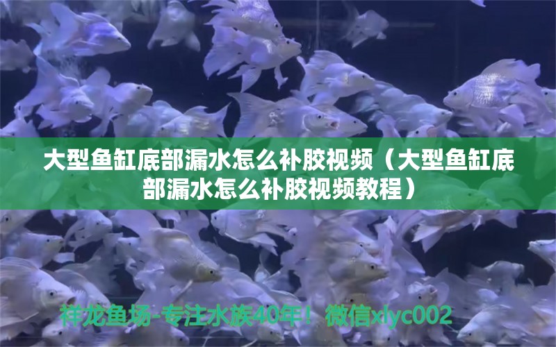 大型鱼缸底部漏水怎么补胶视频（大型鱼缸底部漏水怎么补胶视频教程）