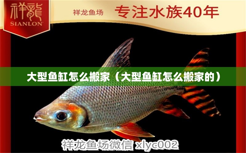 大型鱼缸怎么搬家（大型鱼缸怎么搬家的） 祥龙水族医院