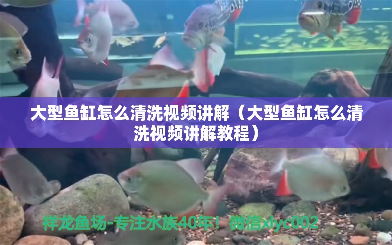 大型鱼缸怎么清洗视频讲解（大型鱼缸怎么清洗视频讲解教程）