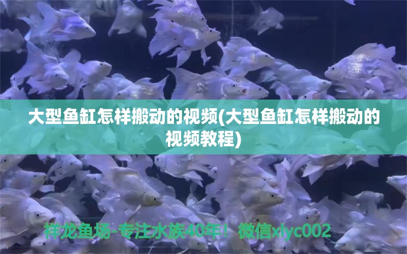 大型鱼缸怎样搬动的视频(大型鱼缸怎样搬动的视频教程)