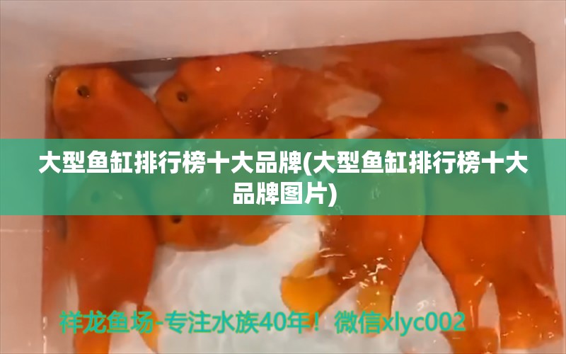 大型鱼缸排行榜十大品牌(大型鱼缸排行榜十大品牌图片) 观赏鱼水族批发市场