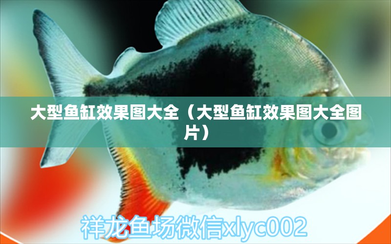 大型鱼缸效果图大全（大型鱼缸效果图大全图片） 祥龙水族医院