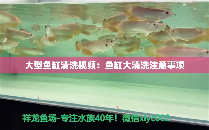 大型鱼缸清洗视频：鱼缸大清洗注意事项