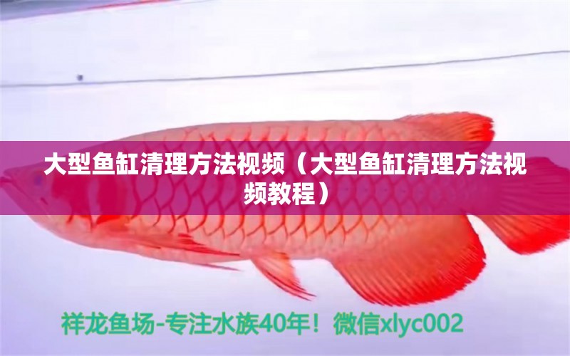 大型鱼缸清理方法视频（大型鱼缸清理方法视频教程） 祥龙水族医院