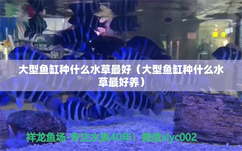 大型鱼缸种什么水草最好（大型鱼缸种什么水草最好养） 水草