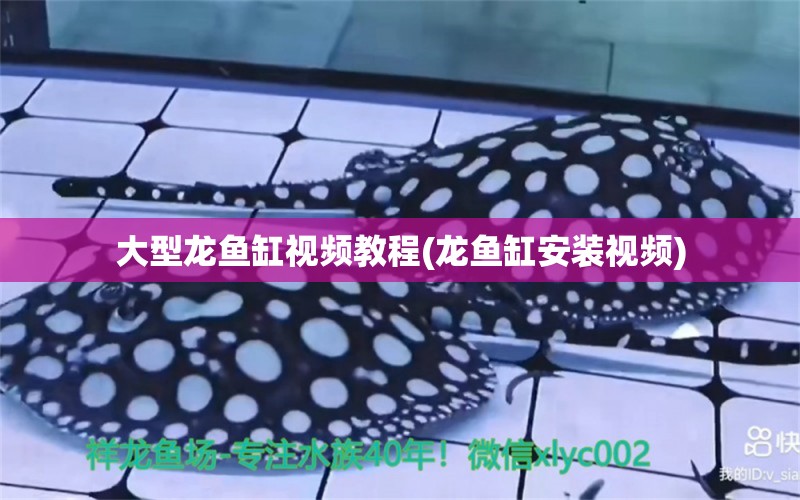 大型龙鱼缸视频教程(龙鱼缸安装视频) 水族用品