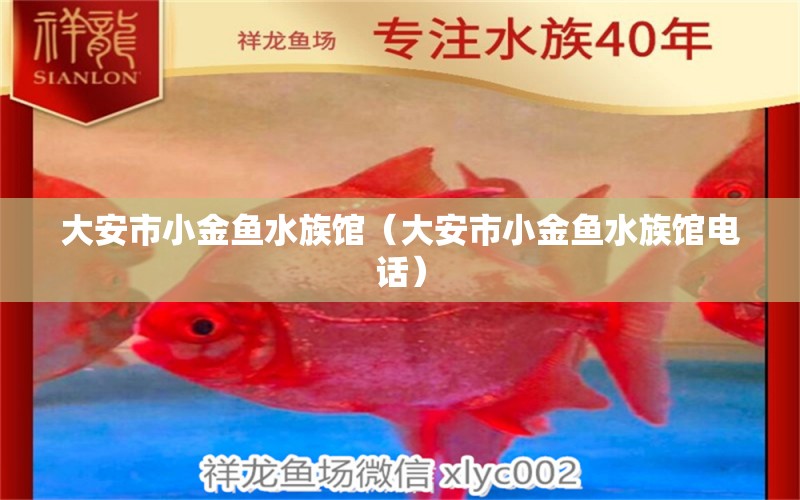 大安市小金鱼水族馆（大安市小金鱼水族馆电话）