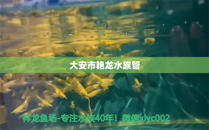 大安市艳龙水族管