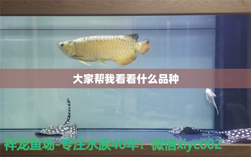 大家帮我看看什么品种