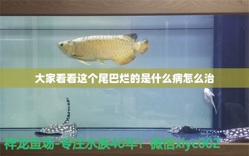 大家看看这个尾巴烂的是什么病怎么治