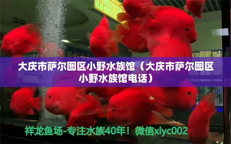 大庆市萨尔图区小野水族馆（大庆市萨尔图区小野水族馆电话）