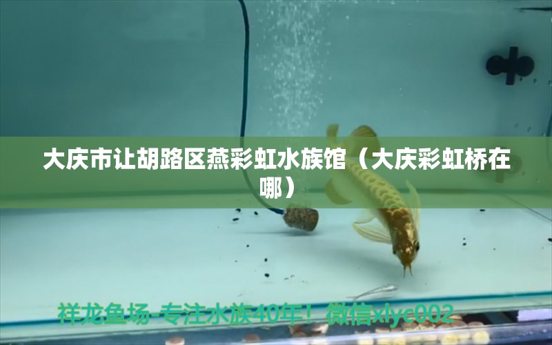 大庆市让胡路区燕彩虹水族馆（大庆彩虹桥在哪） 全国水族馆企业名录