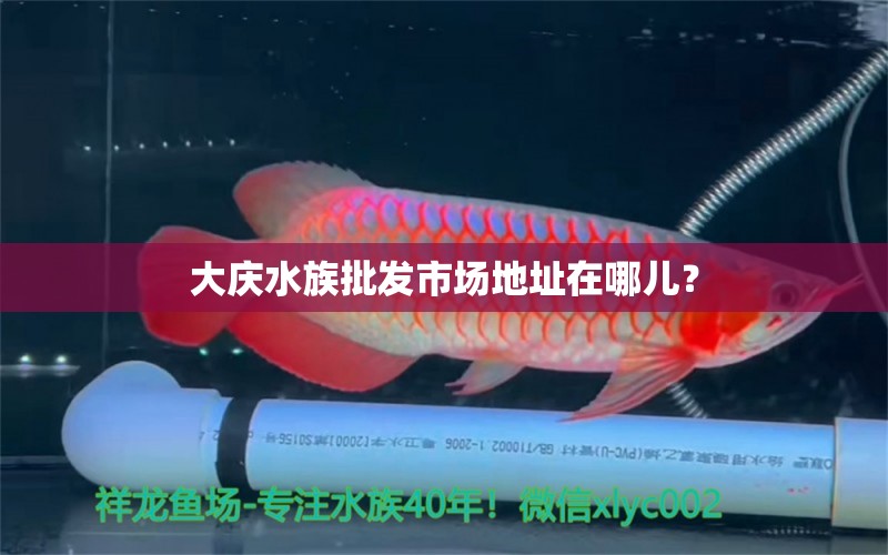 大庆水族批发市场地址在哪儿？ 观赏鱼水族批发市场