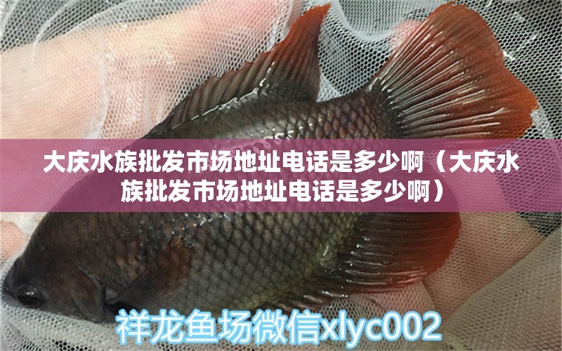 大庆水族批发市场地址电话是多少啊（大庆水族批发市场地址电话是多少啊）